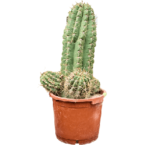 Echinopsis 'Pasacana.png