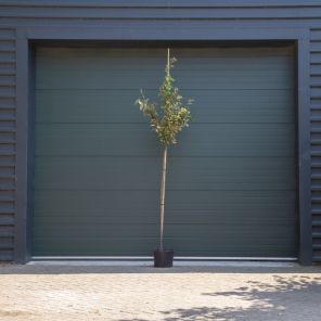 Elaeagnus Ebbingei.jpeg