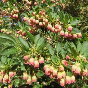 Enkianthus campanulatus.png