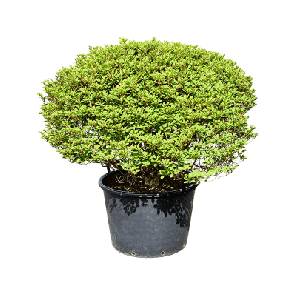 Enkianthus l.png