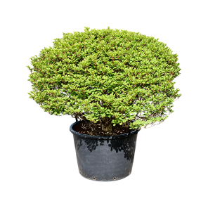 Enkianthus perulatus.png