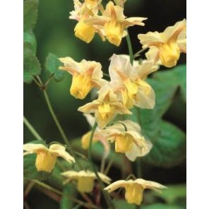 epimedium-versicolor-sulphureum-sfeer_af539c.jpg