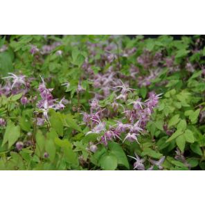 Epimedium grand. 'Rose Queen'.jpg