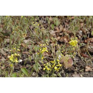Epimedium pinnatum colchicum.jpg