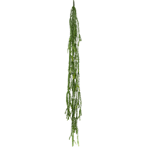 Epiphyllum.png