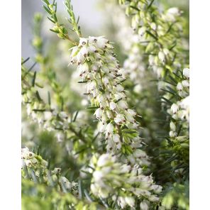 erica-darleyensis-white-perfection-close_5ebdc2.jpg