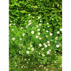 Erigeron karvinskianus.jpg