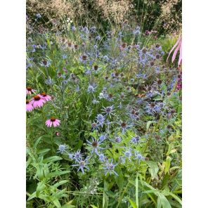 Eryngium planum.jpg