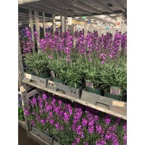 Erysimum 'Bowles Mauve'.jpg