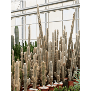 Espostoa lanata xxxl.png