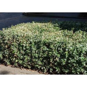 euonymus-fortunei-emerald-gaiety-haag_1a4a23.jpg