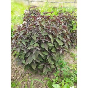 Eupatorium rug. Chocolate.jpg
