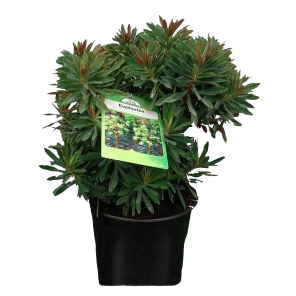 euphorbia-redwing.png