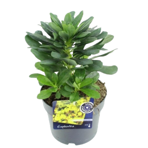 euphorbia-robbiae.png