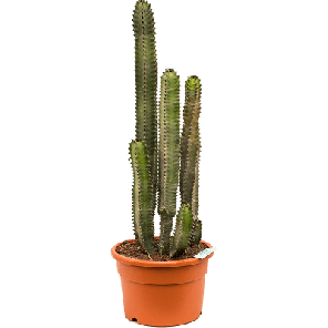Euphorbia canariensis.png