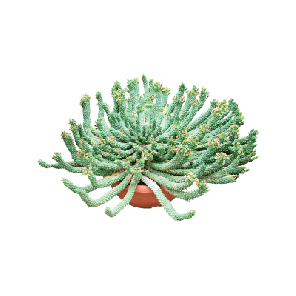 Euphorbia caput-medusae.png