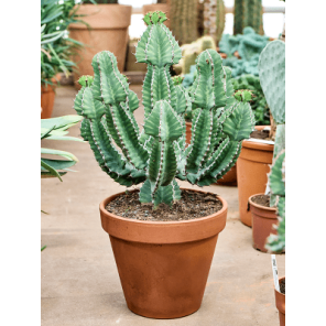 euphorbia coopero.png
