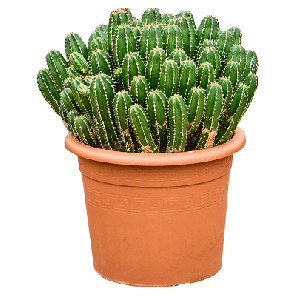 Euphorbia echinus.png