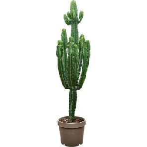 Euphorbia eritrea xxxl.png
