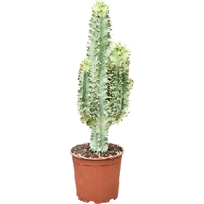 Euphorbia erytrea 'Variegata'.png