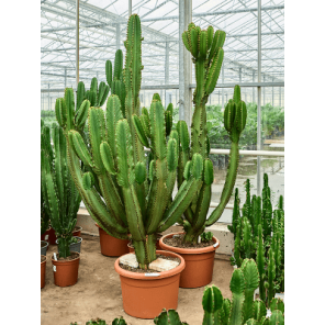 euphorbia ingens xxxl.png