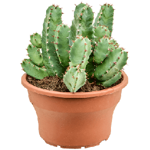 Euphorbia resinifera m.png