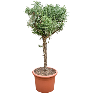 Euphorbia stenoclada op stam.png