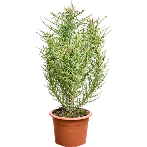 Euphorbia stenoclada vertakt.png