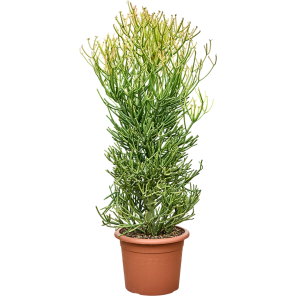 Euphorbia tirucalli Sticks on Fire.png