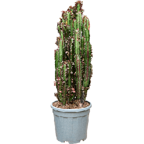 Euphorbia trigona Rubra.png