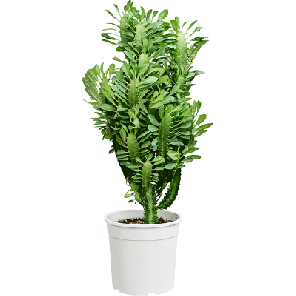 Euphorbia trigona.png
