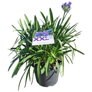 eydori blue.jpg