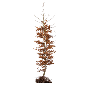 fagus-sylvatica-125-150cm.png