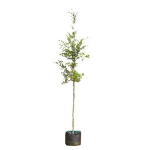 fagus-sylvatica-boomvorm_a4e2a5.jpg