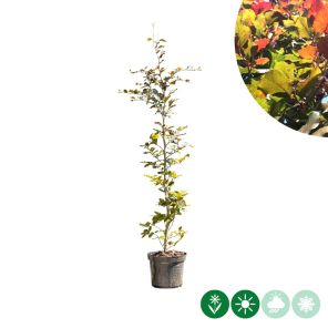 fagus atropunicea.jpg