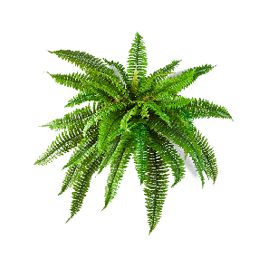 Fern Boston PNG.png