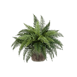 Fern in Baq Luxe Lite Universe Waterfall 1.png
