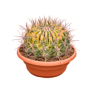 Ferocactus Variegata.png