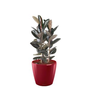 ficus-abidjan-classico-pot-rood_2ec157.jpg