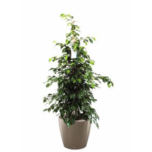 ficus-benjamina-classico-pot-taupe_596b38.jpg