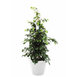 ficus-benjamina-classico-pot-wit_05dd15.jpg