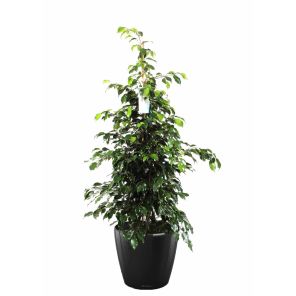 ficus-benjamina-classico-pot-zwart_6923a1.jpg