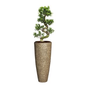 ficus-bonsai-medium-in-baq-nature-cast-90-cm_6f57e0.jpg