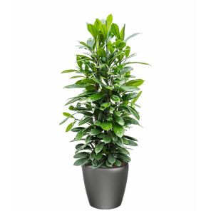 ficus-cyathispula-classico-pot-antraciet_5056c0.jpg