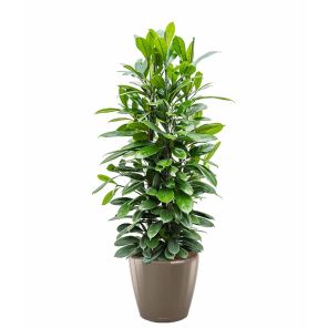 ficus-cyathispula-classico-pot-taupe_d001f5.jpg