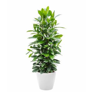 ficus-cyathispula-classico-pot-wit_127b6e.jpg