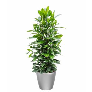 ficus-cyathispula-classico-pot-zilver_e0da71.jpg