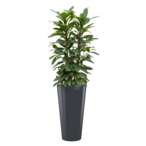 ficus-cyathistipula-rond-antraciet_1627b3.png