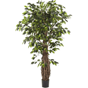 ficus-liana-xl_62499c.png