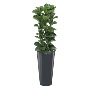 ficus-lyrata-bamb-rond-antraciet_fe024a.png